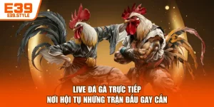Live Đá Gà Trực Tiếp - Nơi Hội Tụ Những Trận Đấu Gay Cấn